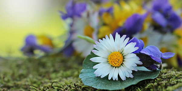 wildflowers-wild-flowers-daisy-violet-thumb.jpg