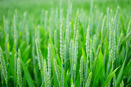 wheat-wheat-spike-wheat-field-cornfield-thumb.jpg