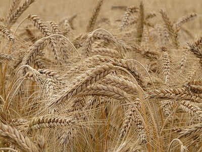 wheat-spike-wheat-field-cereals-thumb.jpg
