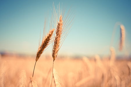 wheat-ear-dry-harvest-thumb.jpg