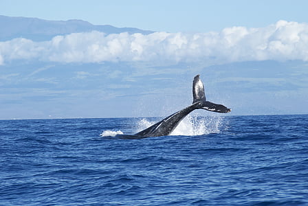 whales-ocean-diving-water-thumb.jpg