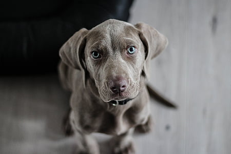 weimaraner-puppy-dog-snout-thumb.jpg
