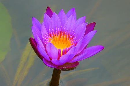 water-lily-aquatic-plant-nature-blossom-thumb.jpg