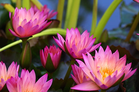 1657251179460010489.jpg water-lilies-purple-aquatic-plant-pink-thumb.jpg