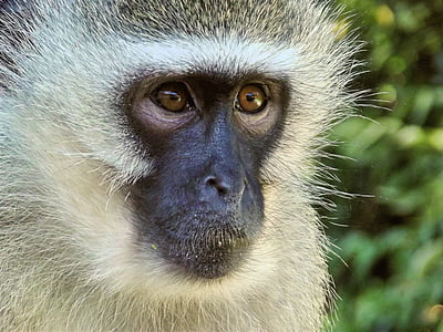 vervet-monkey-female-animal-thumb.jpg