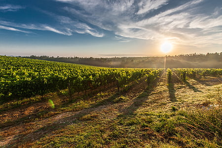 tuscany-grape-field-nature-thumb.jpg