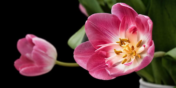 tulip-tulips-sharpness-game-flower-thumb.jpg