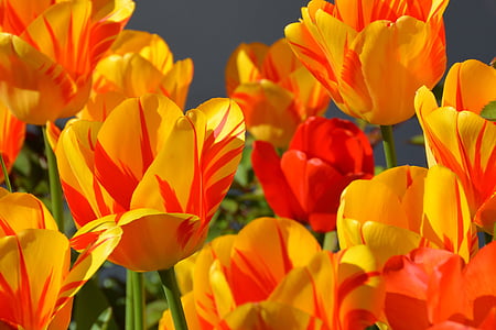 tulips-tulip-flower-flowers-red-thumb.jpg