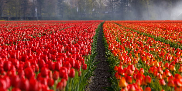 tulips-tulip-field-fields-thumb.jpg
