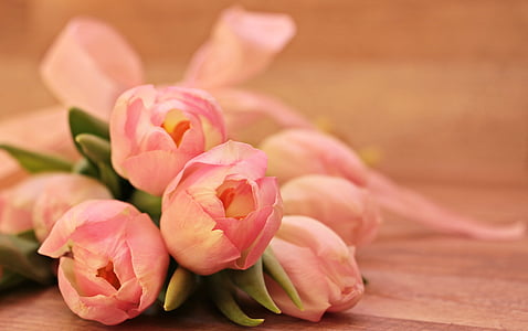 tulips-tulipa-flowers-schnittblume-thumb.jpg