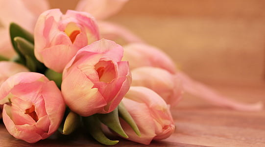 tulips-tulipa-butterfly-butterfly-pink-thumb.jpg