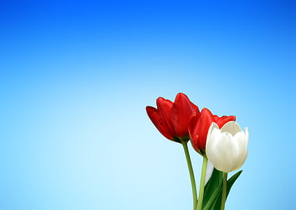 tulips-red-white-spring-thumb.jpg