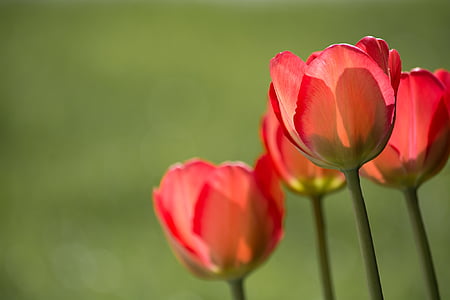 tulips-red-red-tulips-garden-thumb.jpg