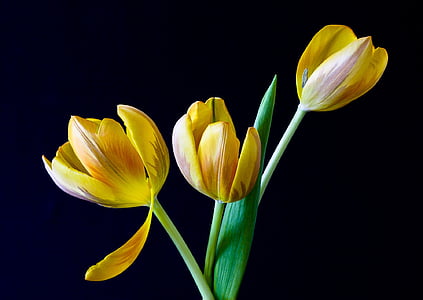 tulip-spring-flowers-yellow-thumb.jpg
