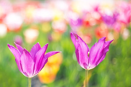 tulips-pink-garden-spring-thumb.jpg