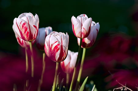 tulips-garden-flowers-color-thumb.jpg