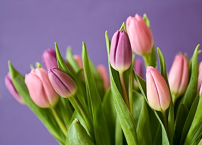 tulips-flowers-tulip-bouquet-violet-thumb.jpg