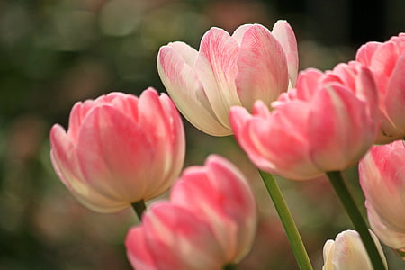tulips-flowers-spring-plant-thumb.jpg