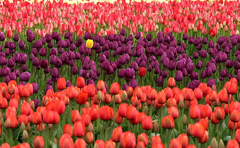 tulips-flowers-red-purple-thumb.jpg