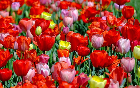 tulips-colorful-flowers-bloom-thumb.jpg