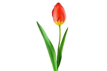 tulip-red-plant-flower-thumb.jpg