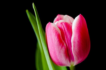 tulip-flower-spring-pink-thumb.jpg