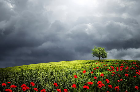 tree-sunlight-background-relaxation-thumb (1).jpg