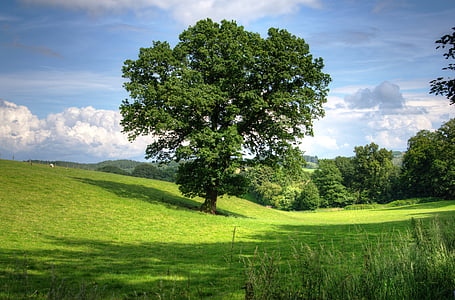 tree-oak-landscape-view-thumb.jpg