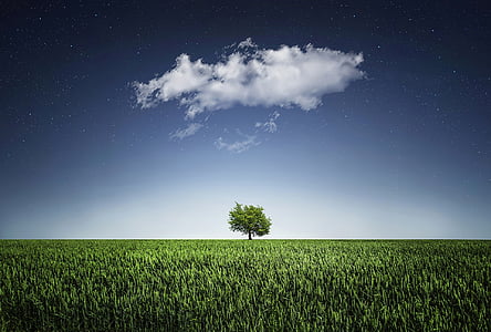 1657267847881092864.jpg tree-natur-nightsky-cloud-thumb.jpg