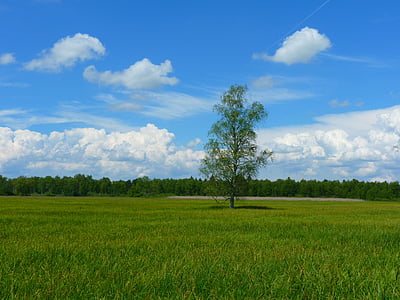 tree-landscape-meadow-sky-thumb.jpg