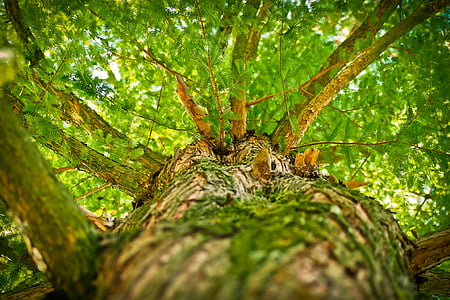tree-aesthetic-branches-forest-thumb.jpg