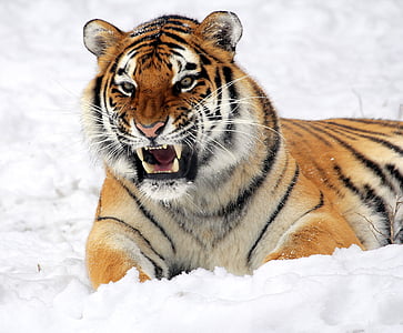 tiger-snow-growling-zoo-thumb.jpg