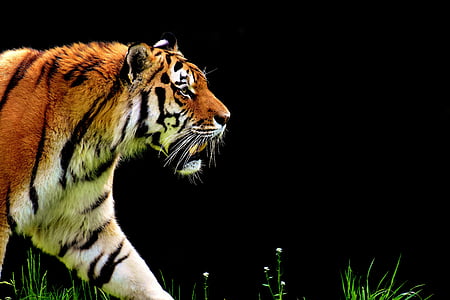 tiger-predator-fur-beautiful-thumb.jpg