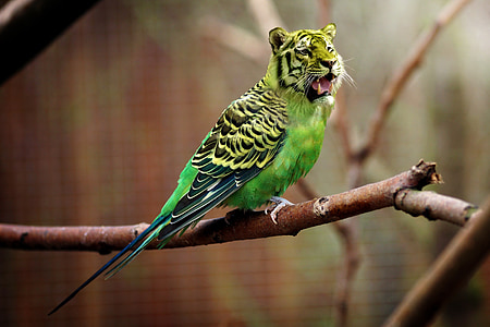 tiger-budgie-tiger-parakeet-photoshop-thumb.jpg