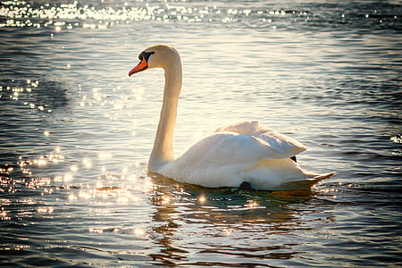 swan-water-bird-lake-thumb.jpg