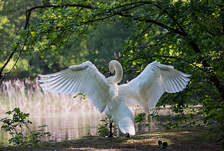swan-males-water-bird-nature-thumb.jpg