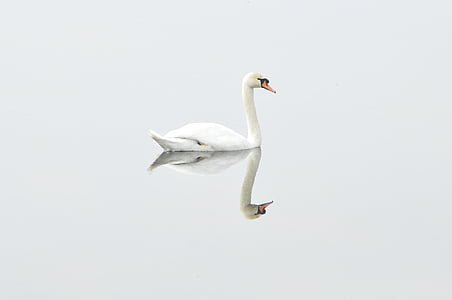 swan-bird-nature-water-bird-thumb.jpg