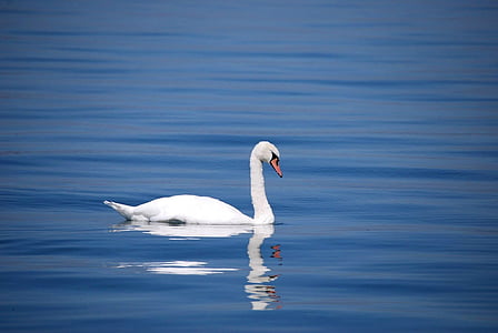 swan-bird-animal-water-thumb (1).jpg