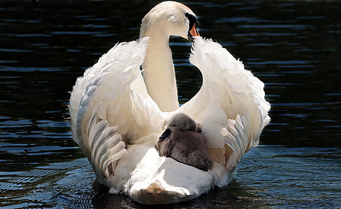 swan-baby-swan-white-white-swan-thumb.jpg