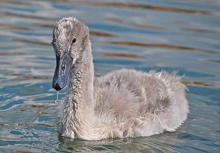 swan-animal-water-bird-thumb.jpg