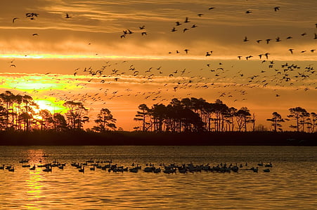sunset-wildlife-refuge-birds-thumb.jpg