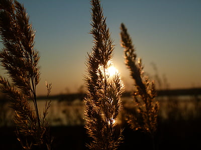 sunset-reed-backlight-sky-thumb.jpg