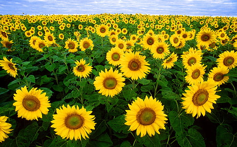 sunflower-sunflower-field-flora-field-thumb.jpg
