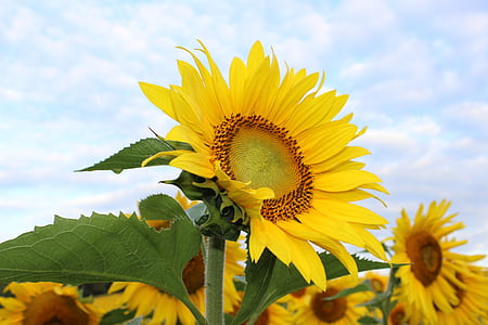 sunflower-flower-yellow-plant-thumb.jpg