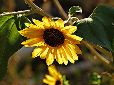 sunflower-flower-plant-desert-thumb.jpg