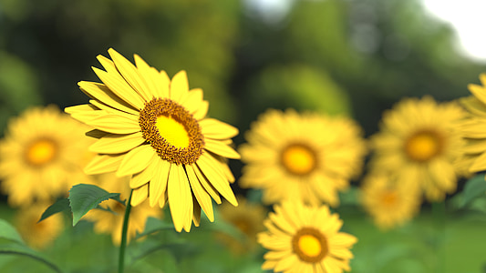 sunflower-flower-nature-yellow-thumb.jpg