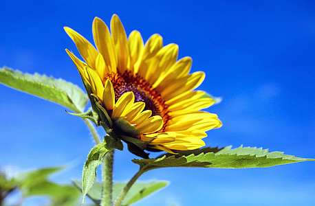 sun-flower-flower-flowers-yellow-thumb.jpg