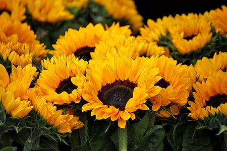 sunflower-blossom-bloom-flowers-thumb.jpg