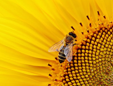 sun-flower-bees-summer-garden-thumb.jpg