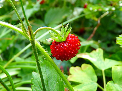 strawberry-wood-strawberry-red-berry-thumb.jpg
